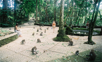 Royal Kamuela Ubud - Monkey Fores